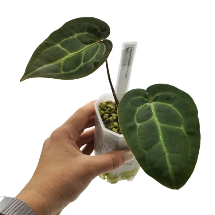 Anthurium Crystallinum x Forgetii