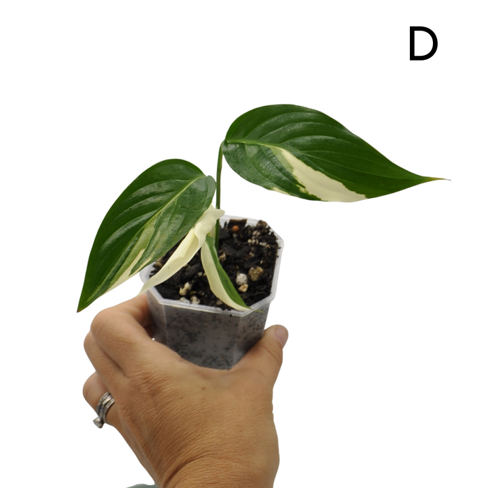 Spathiphyllum Picasso