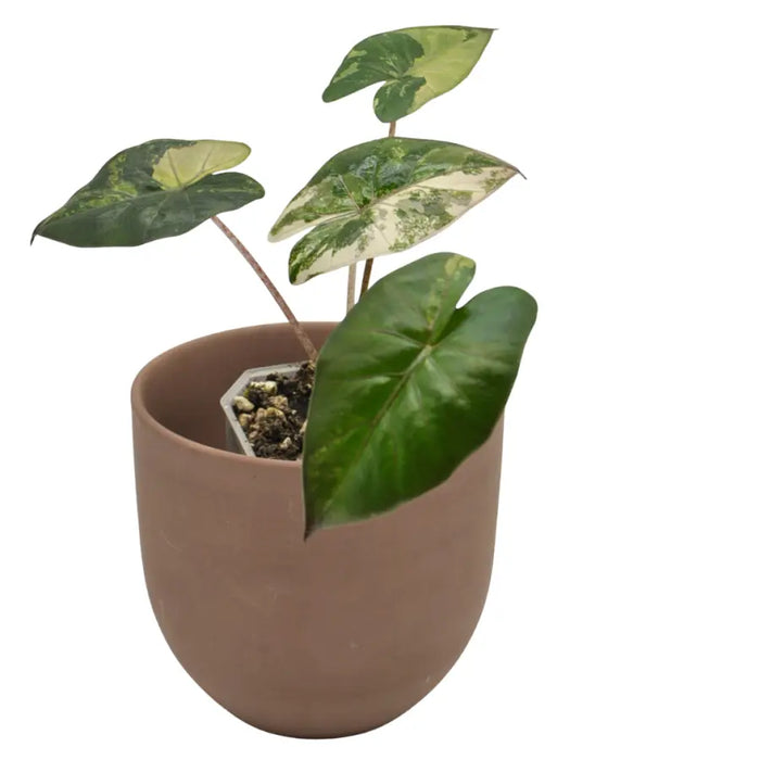 Alocasia macrorrhizos 'plumbea Variegata'
