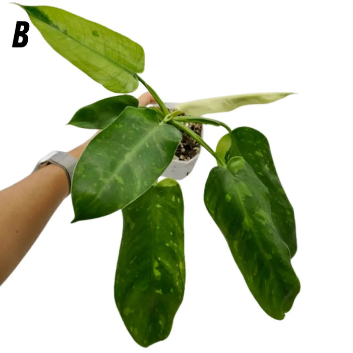 Philodendron Jose Buono