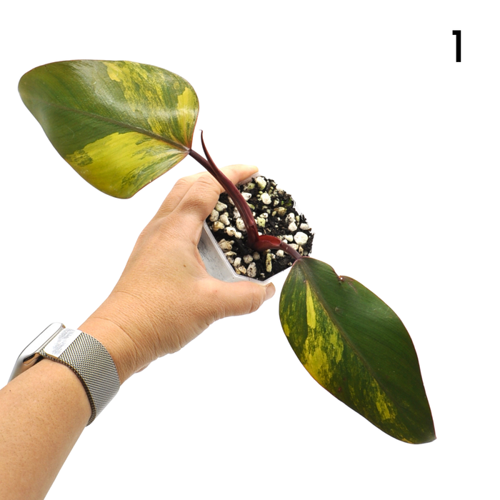 Philodendron Strawberry Shake