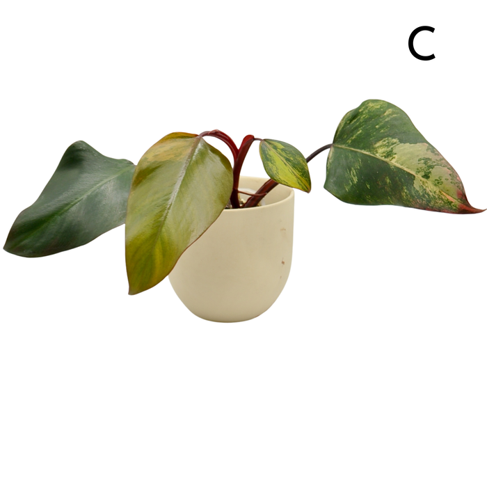 Philodendron Strawberry Shake