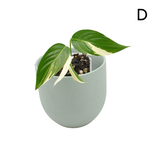 Spathiphyllum Picasso