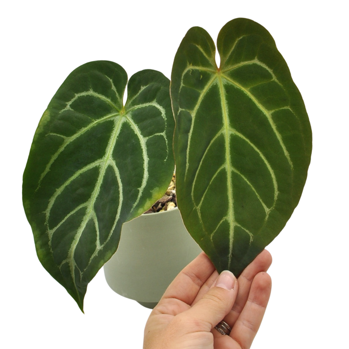 anthurium magnificum for sale Anthurium Magnificum – Velvety Green Leaves with Striking White Veins — Green My Space