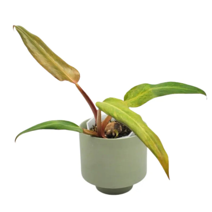 philodendron autumn plant Philodendron Autumn Queen – Fast-Growing Plant with Colourful Leaves — Green My Space
