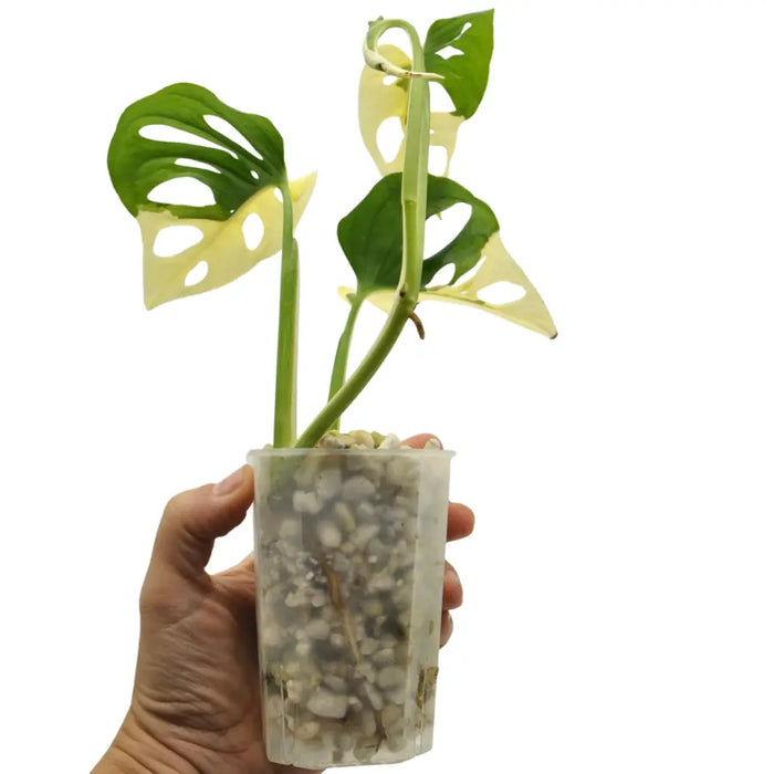 Monstera adansonii variegata