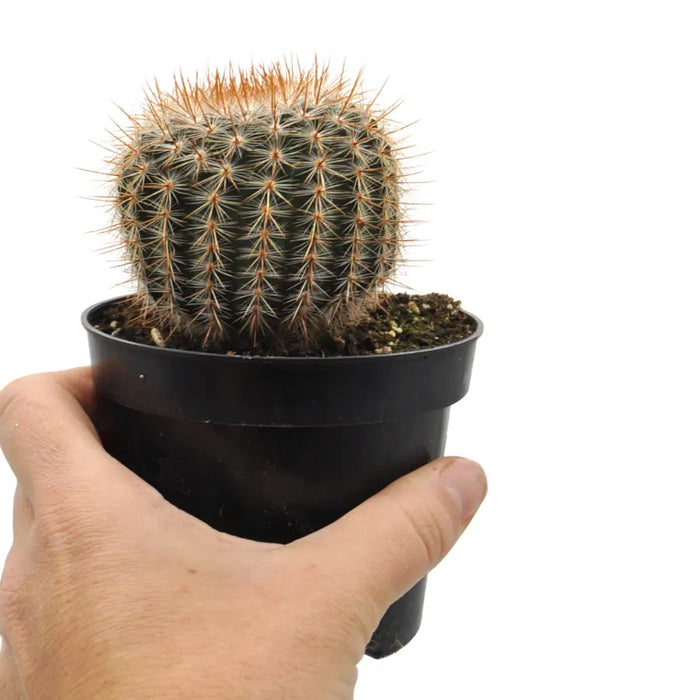 Echinocactus grusonii - Golden Barrel Cactus