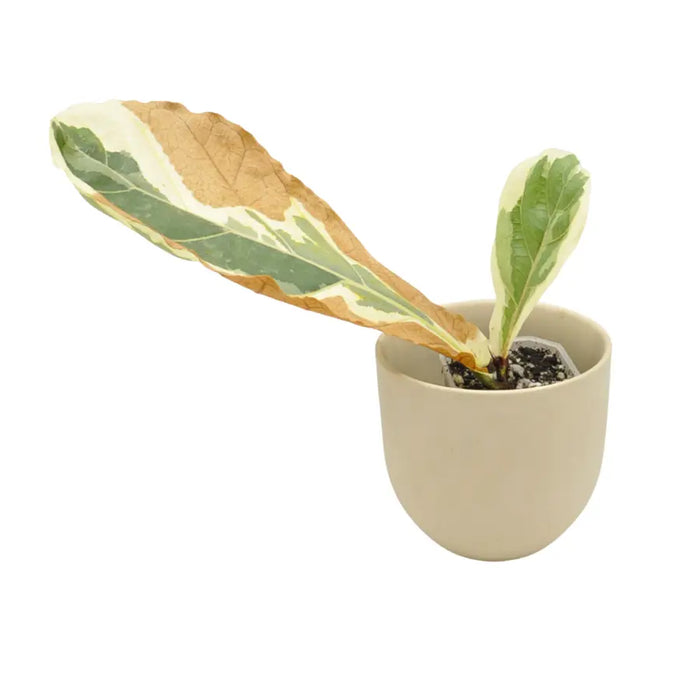 Variegated ficus lyrata