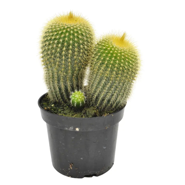 Parodia leninghausii - Golden torch Cactus
