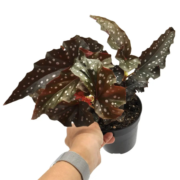 Begonia black forest