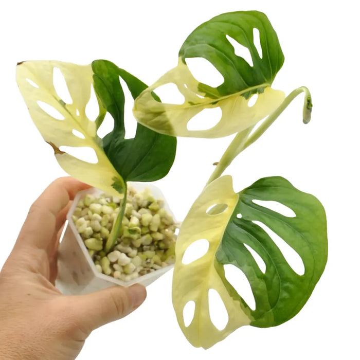 Monstera adansonii variegata