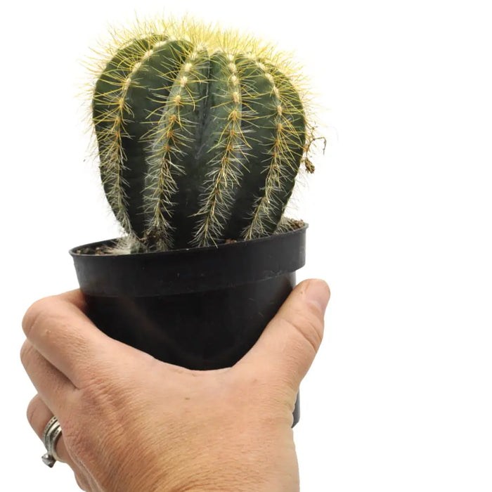Parodia magnifica – Balloon Cactus