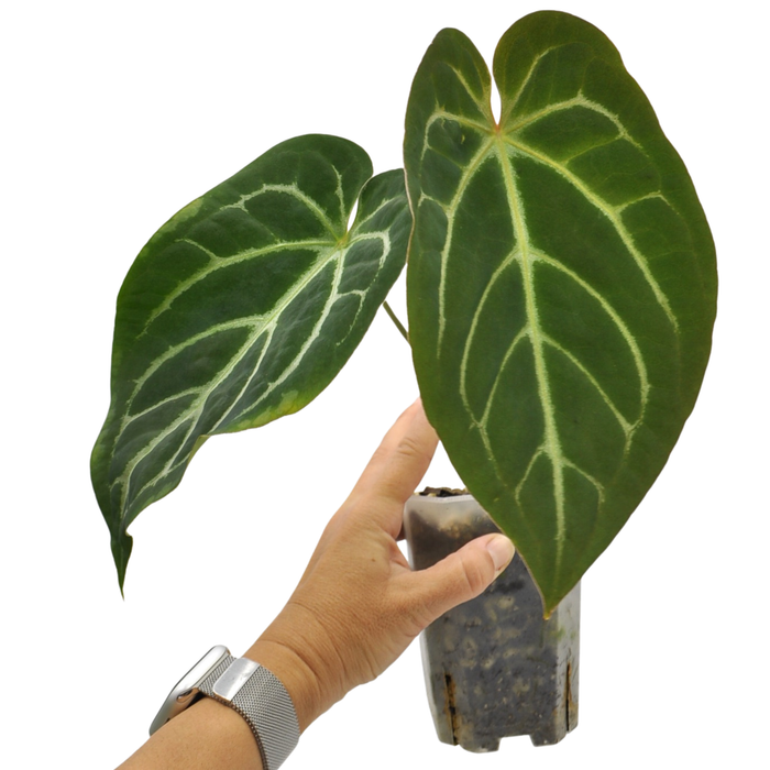 Anthurium magnificum (pure)