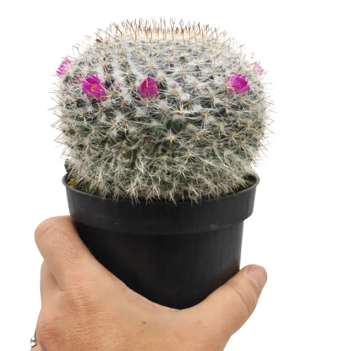 Mammillaria hahniana – Old Lady Cactus