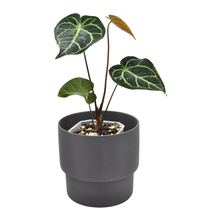 Anthurium regale