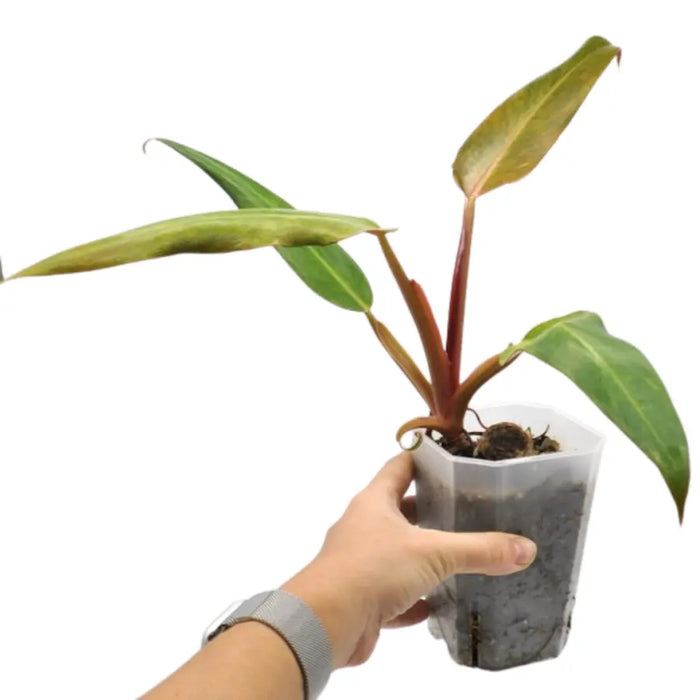philodendron autumn Philodendron Autumn Queen – Fast-Growing Plant with Colourful Leaves — Green My Space