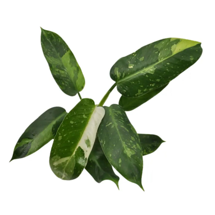philodendron jose buono australia Buy Philodendron Jose Buono – Rare Climbing Philodendron with Variegated Foliage — Green My Space
