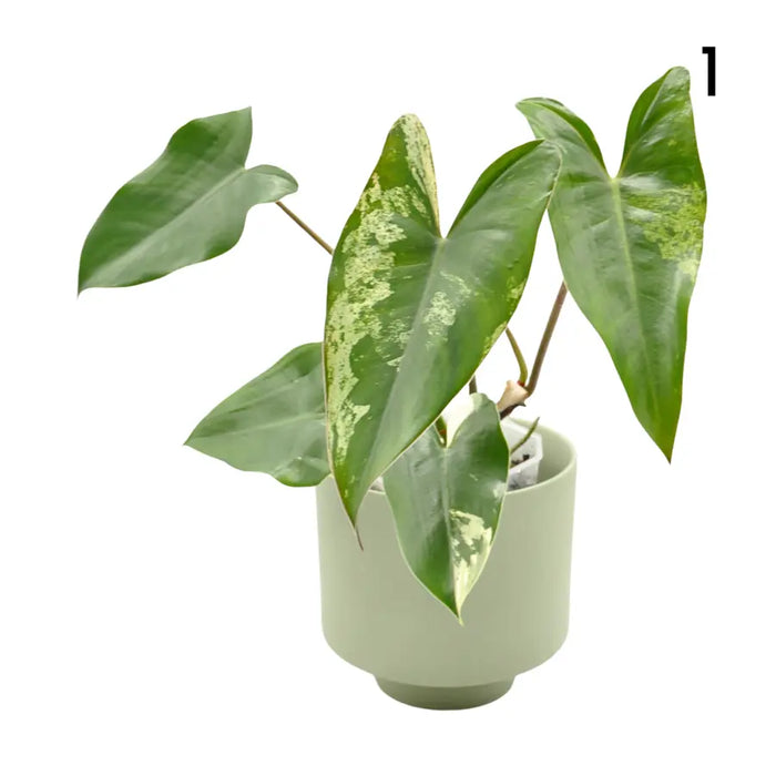 Philodendron Ilsemanii Variegata