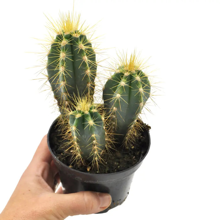 Pilosocereus pachycladus - Blue Torch Cactus