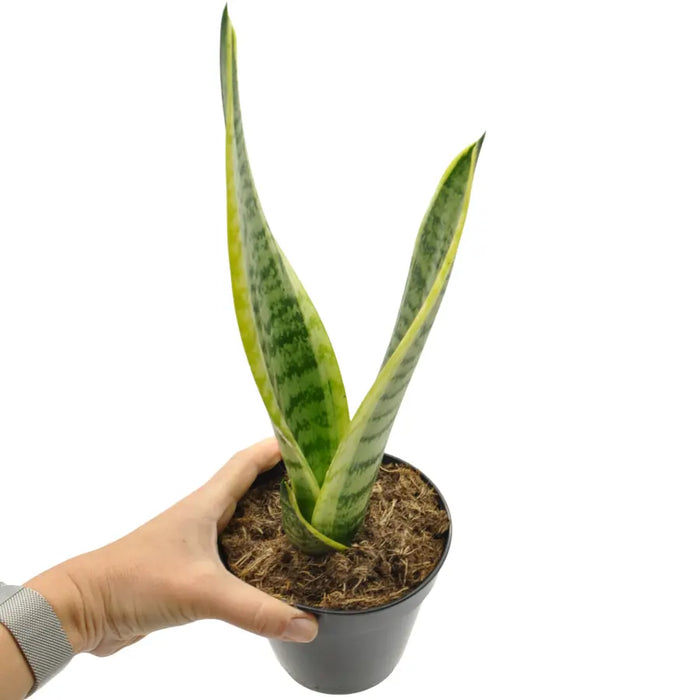Sansevieria trifasciata superba