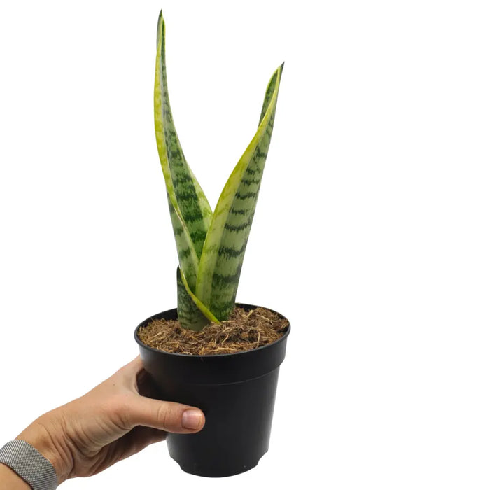 Sansevieria trifasciata superba