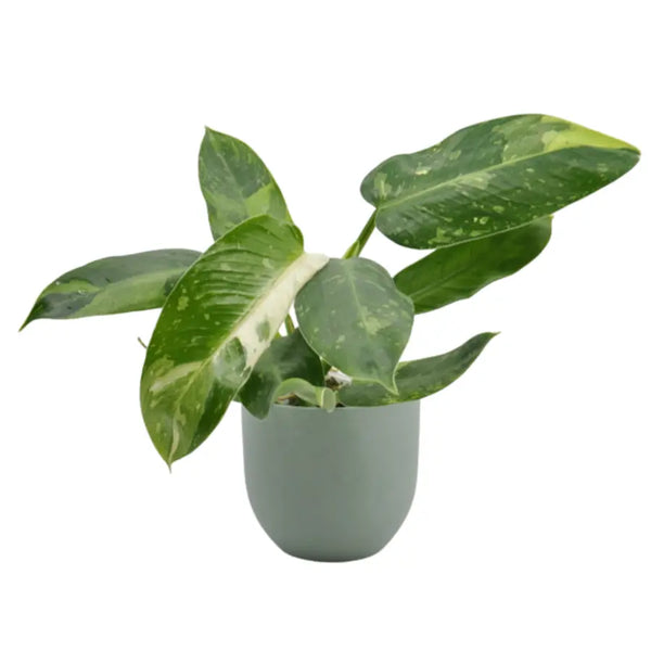 Buy Philodendron Jose Buono – Rare Climbing Philodendron with Variegated  Foliage — Green My Space