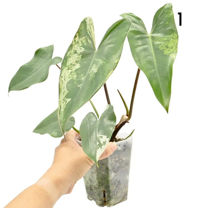 Philodendron Ilsemanii Variegata