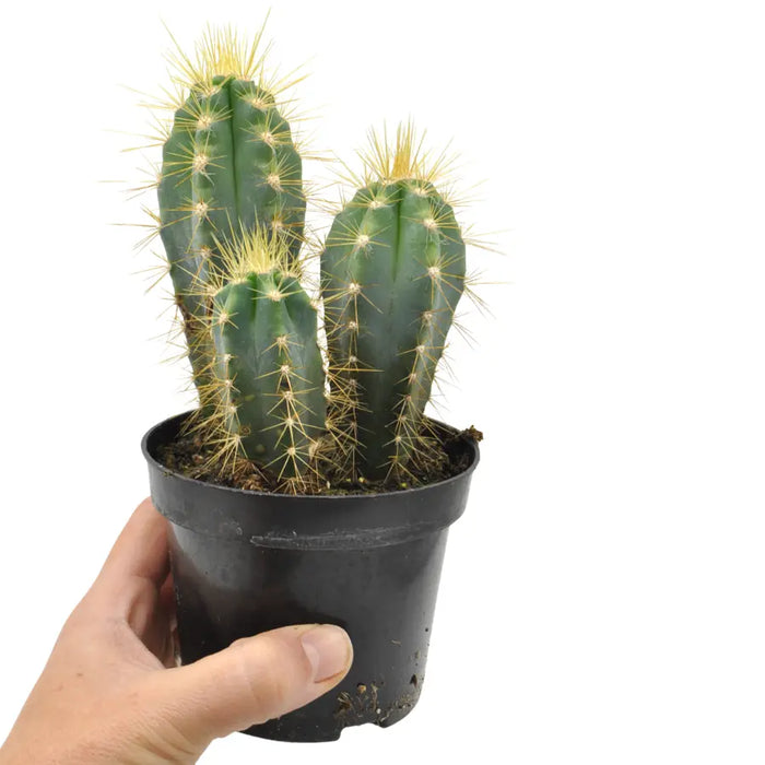 Pilosocereus pachycladus - Blue Torch Cactus