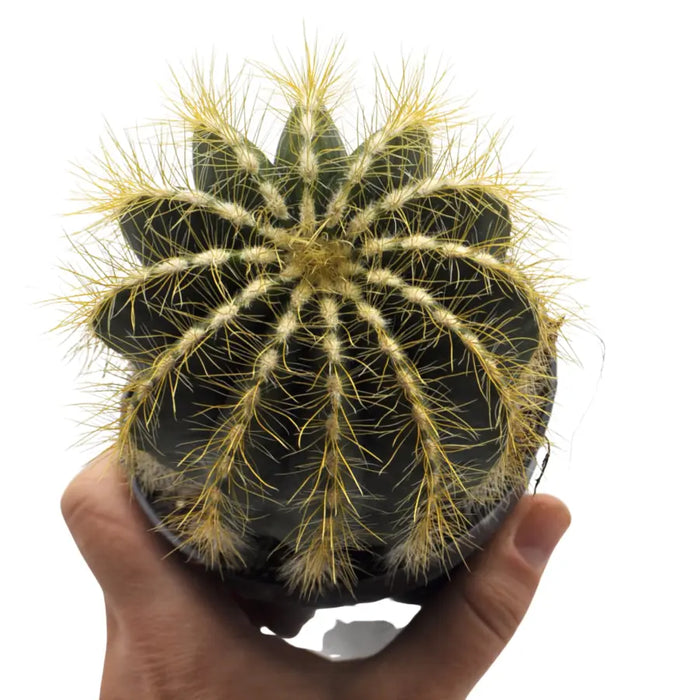 Parodia magnifica – Balloon Cactus