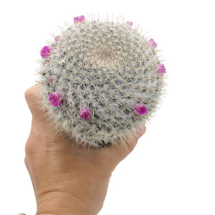Mammillaria hahniana – Old Lady Cactus