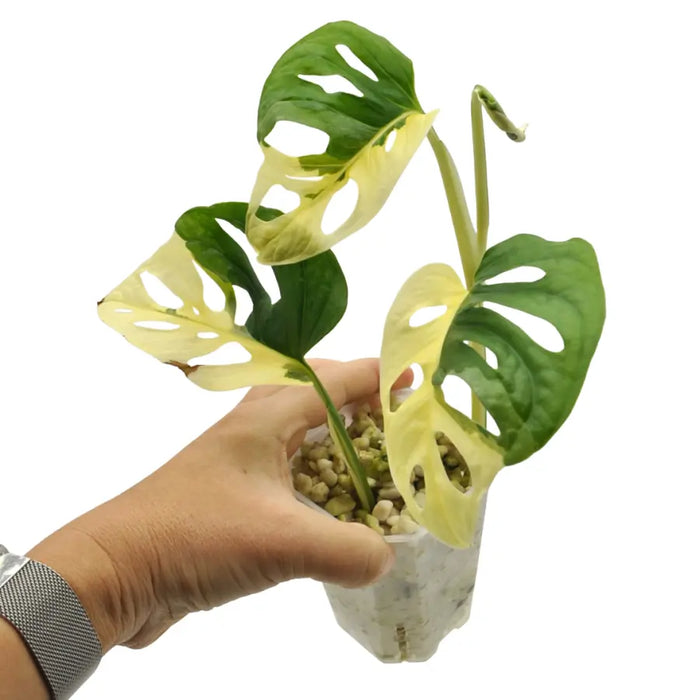 Monstera adansonii variegata