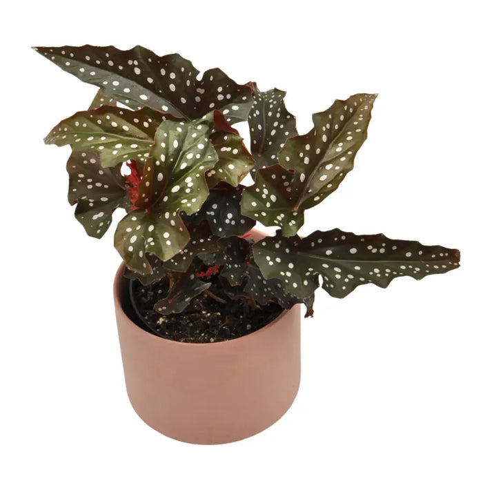 Begonia black forest