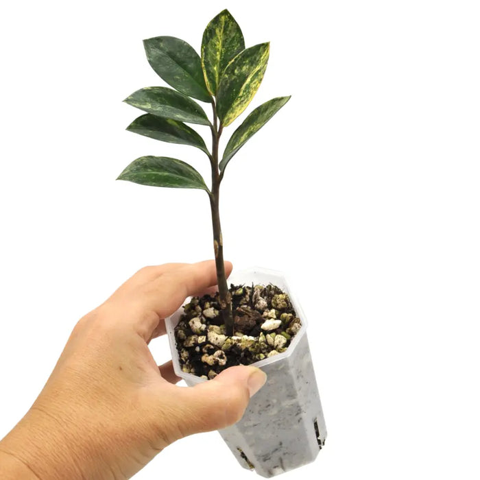 Zamioculcas Zamiifolia (ZZ plant) Variegated
