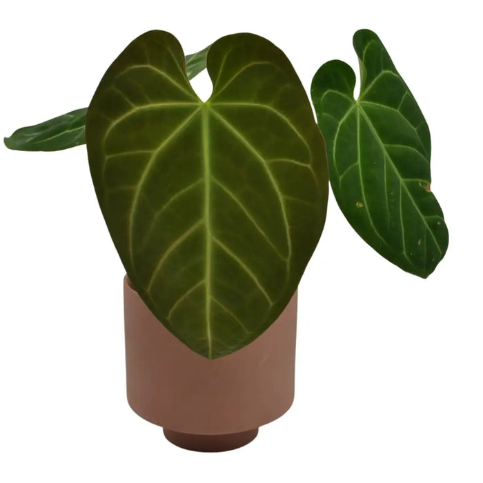 Anthurium papillilaminum x X Forgetii x