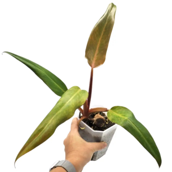 autumn queen philodendron Philodendron Autumn Queen – Fast-Growing Plant with Colourful Leaves — Green My Space