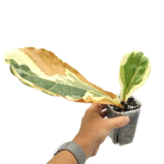variegated fiddle leaf fig for sale Variegated Ficus Lyrata – Rare Variegated Fiddle Leaf Fig — Green My Space