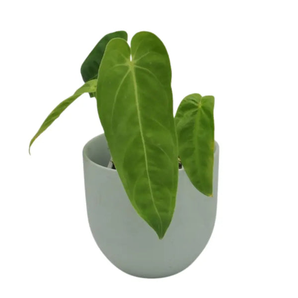 anthurium marmoratum Anthurium marmoratum indoor plant — Green My Space