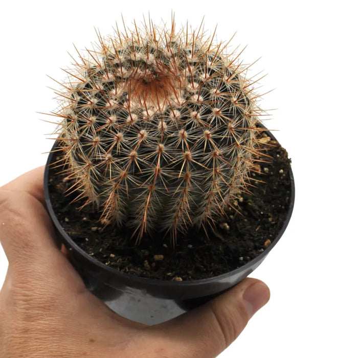 Echinocactus grusonii - Golden Barrel Cactus
