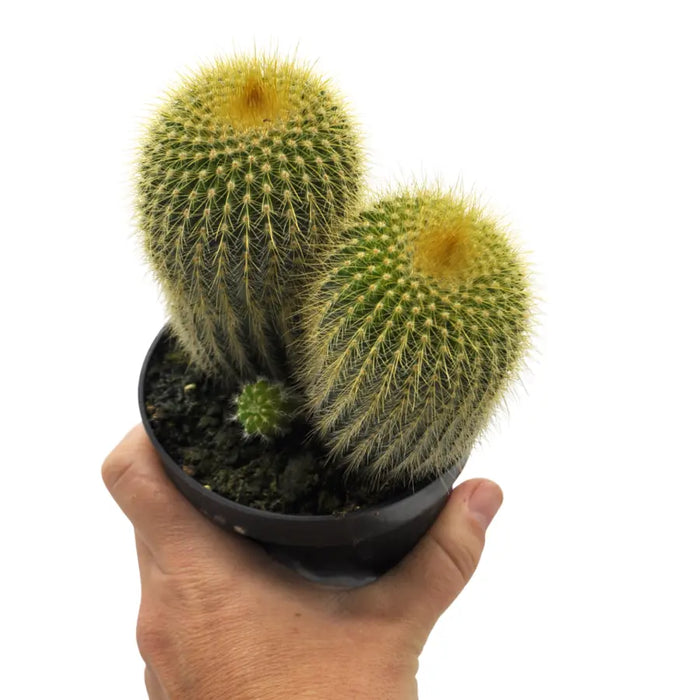 Parodia leninghausii - Golden torch Cactus
