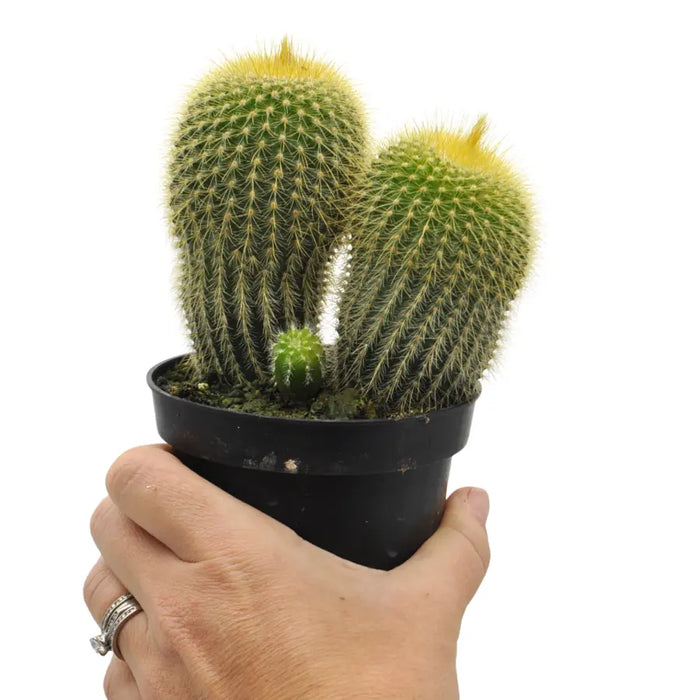 Parodia leninghausii - Golden torch Cactus