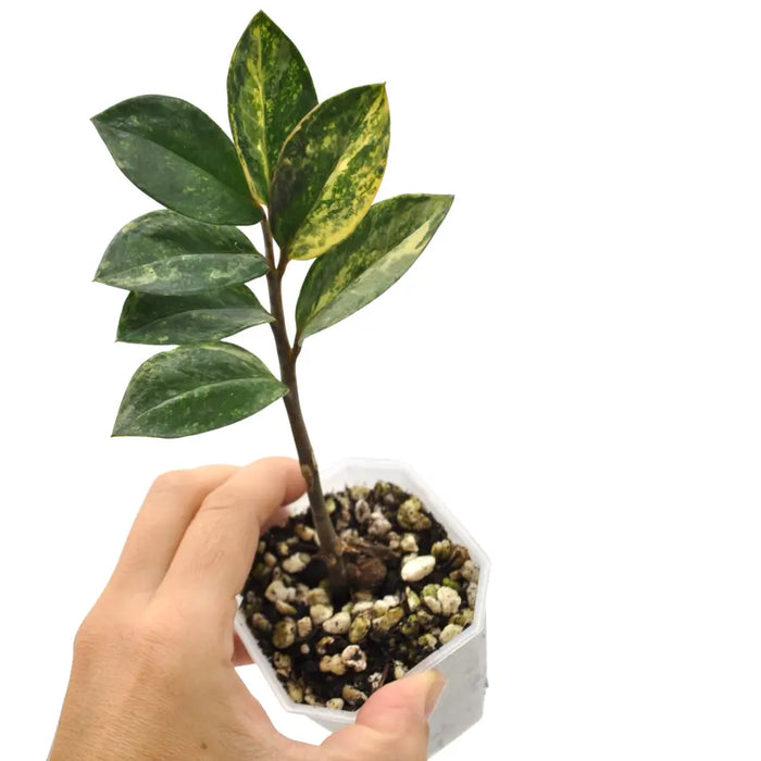 Zamioculcas Zamiifolia (ZZ plant) Variegated