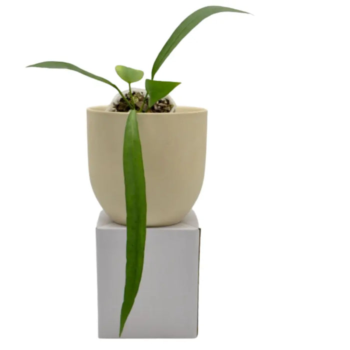 Anthurium vittarifolium