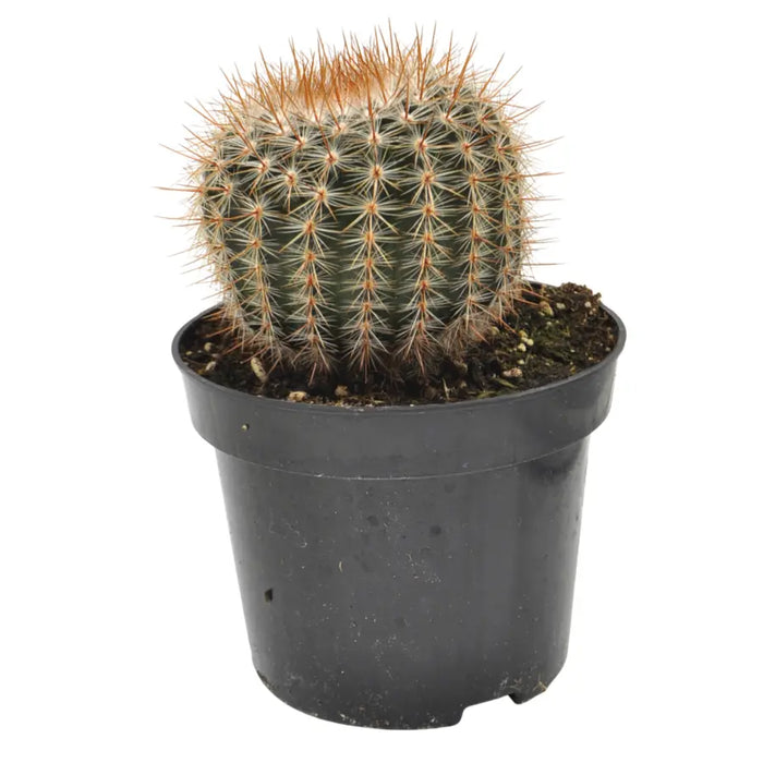 Echinocactus grusonii - Golden Barrel Cactus