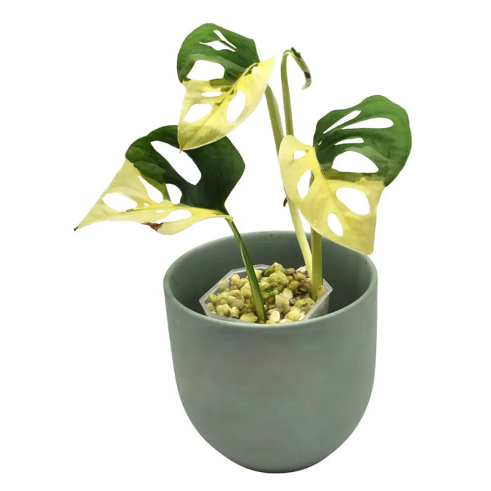 Monstera adansonii variegata