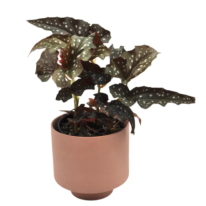 Begonia black forest
