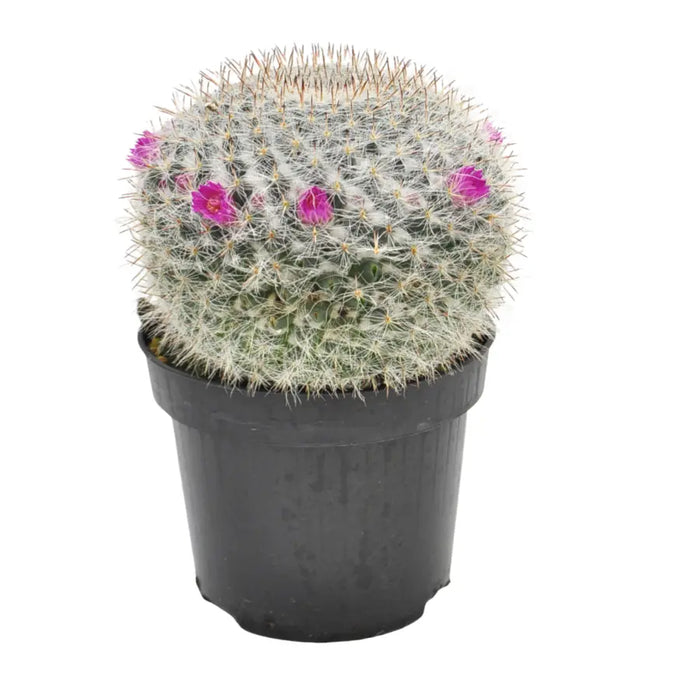 Mammillaria hahniana – Old Lady Cactus