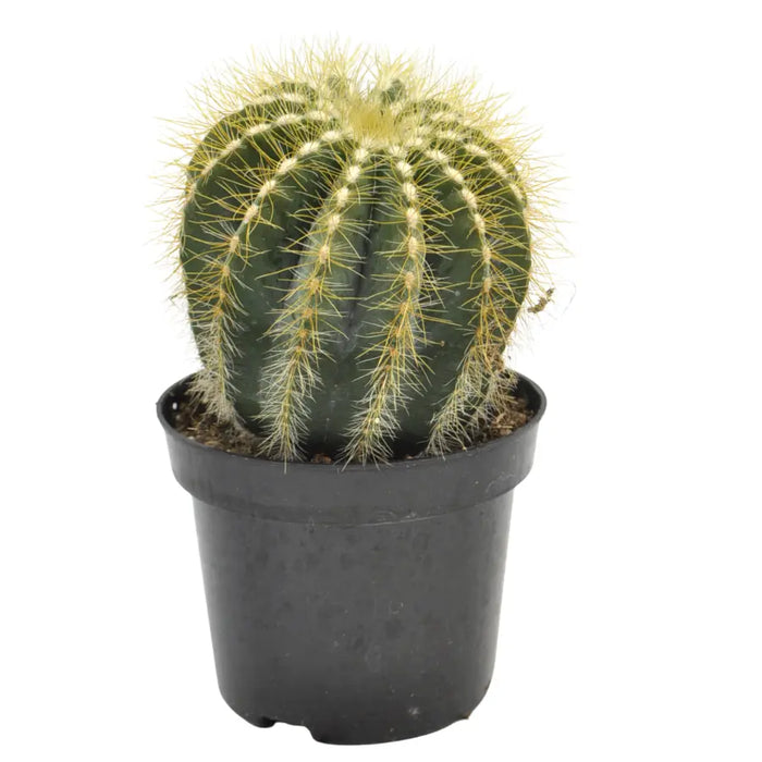Parodia magnifica – Balloon Cactus
