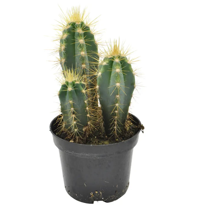 Pilosocereus pachycladus - Blue Torch Cactus