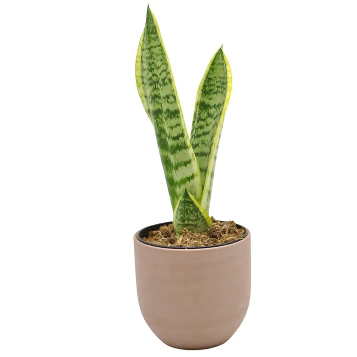 Sansevieria trifasciata superba