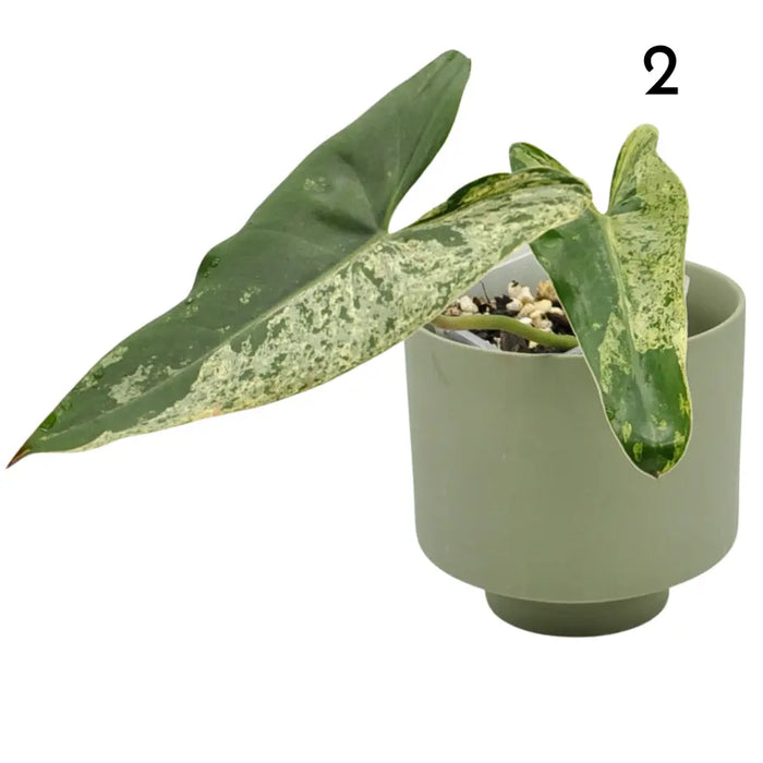 Philodendron Ilsemanii Variegata